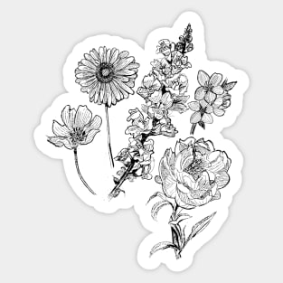 Flower Sketch Illustration - Gerbera, Snapdragon, Rose, Plum Blossom, Cosmos Sticker